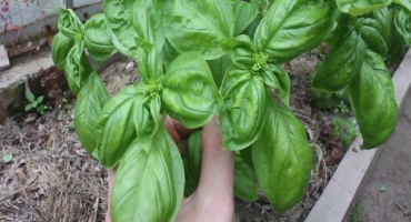 Je možné zasít bazalku před zimou a jak o ni pečovat